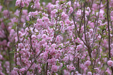 Obraz premium flowering cherry cultivar with pink flowers on branch