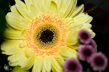 Single gerbera flower sits in front of a vibrant arrangement of purple flowers