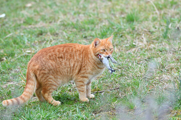 The domestic red cat caught the bird and holds it in its mouth - 773148754