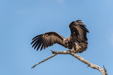 Weißrückengeier (Gyps africanus) sitzt auf Ast, breitet Flügel aus um zu fliegen