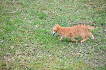 A domestic red cat caught a bird in the garden - 773148789