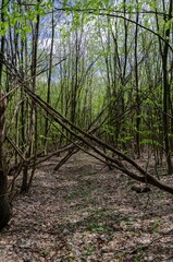 Vertical shot of trees in a forest on a sunny day