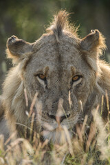 Face of a young male lion
