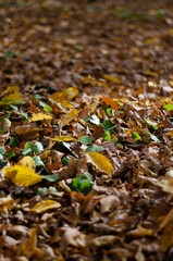 a cat laying down in a pile of leaves on the ground