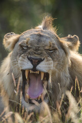 Face of a young male lion