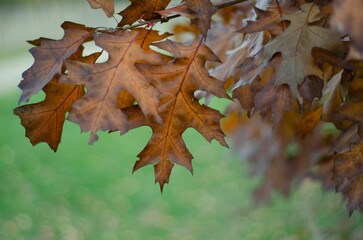 Closeup of a  tree branch with its brown  leaves in a lush green with a blurry background