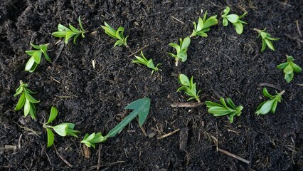 Close-up of an endlessness sign, a recycling symbol laid out from plants