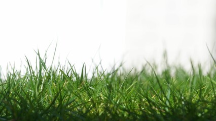 Obraz na płótnie Canvas Close up shot of a lush, green meadow in bright sunlight