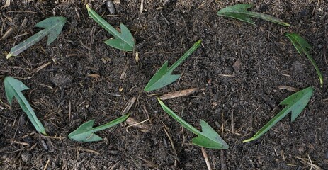 Close-up shot of fresh green vegetation growing in the soil arranged in a symbol of endlessness