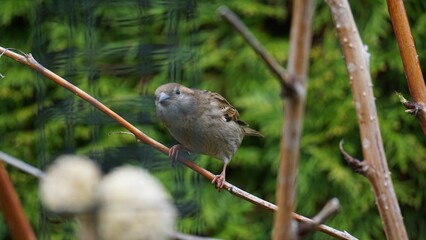 a lush, green tree branch in an outdoor setting, surrounded by a variety of trees and foliage