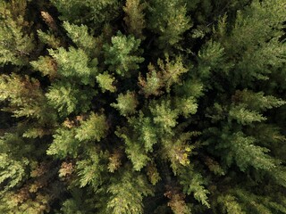 Aerial view of a forest with lush evergreen trees.