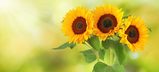 Romantic sunflower field with sunbeams and large sunflower bouquet, panoramic format with...