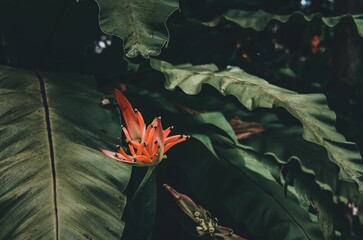 Vibrant orange flower on a lush green plant surrounded by other verdant leaves