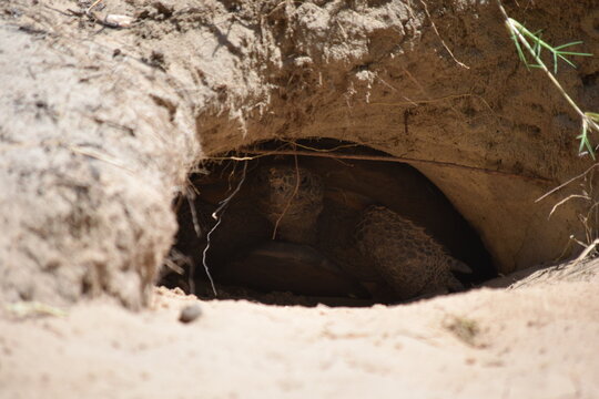 Florida Gopher Tortoise