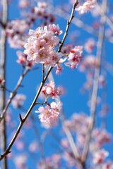 Closeup of tree branches with blooming flowers