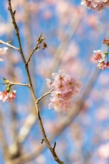 Closeup of tree branches with blooming flowers