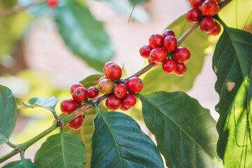 Arabica coffee bean growing on branches in plantation - 773153923