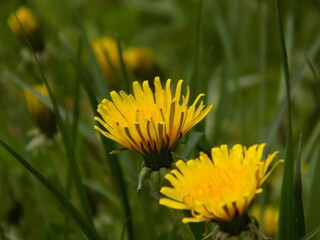 Close-up of two vibrant yellow dandelions growing in lush, green grass at a park.