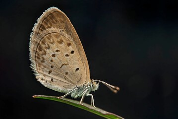 Closeup shot of a butterfly perched on a stem against a plain dark backdrop