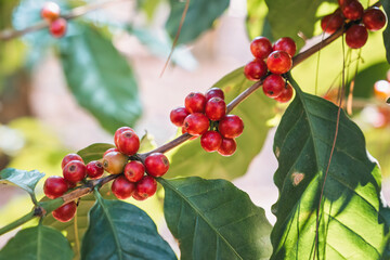 Arabica coffee bean growing on branches in plantation
