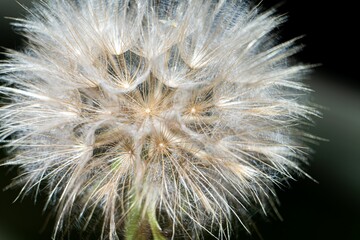 Closeup shot of a dandelion flower.