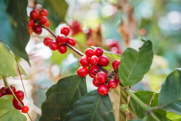 Fototapeta premium Arabica coffee bean growing on branches in plantation