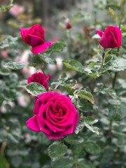 Vertical closeup of pink roses in a green garden