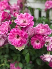 Vertical closeup of pink roses in a green garden
