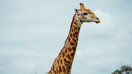 Giraffe isolated on a backdrop of the sky