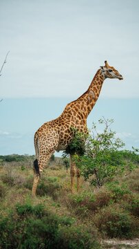 Giraffe pictured in its natural habitat