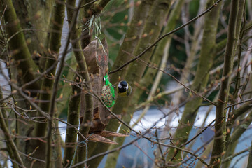 A bird sits at a feeder and looks towards the camera