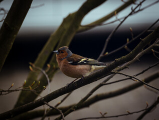 A chaffinch sits on a branch and looks parallel to the camera