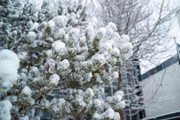 Fir tree with snow covered in winter