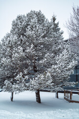 Fir tree with snow covered in winter - 773155188