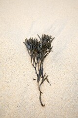 a single plant is sitting on the sand at the beach