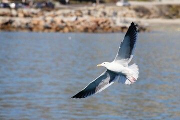 a bird that is flying over some water with its wings extended