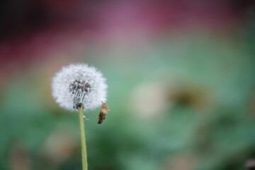 Obraz premium the plant is in flower and it's not going far