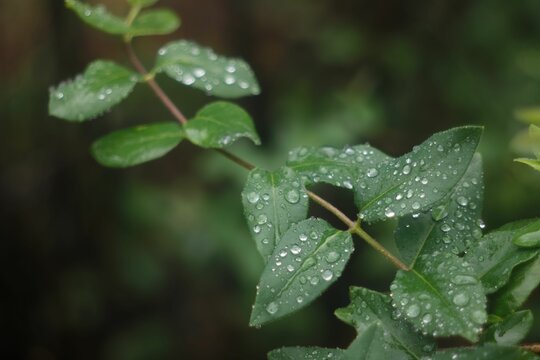 some green leaves and water droplets on them in the morning