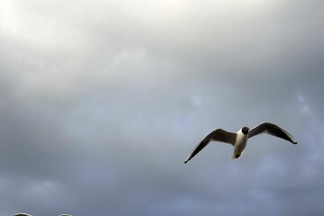 a bird flying in the air on a cloudy day with dark clouds