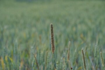 Selective focus shot of sweetgrasses in a field