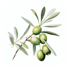 watercolor olive in white background