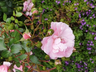 a pink rose surrounded by purple and green flowers on a bush