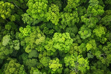 A gathering of trees in a dense forest, with a high-angle view capturing the canopy as drones...