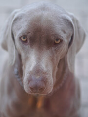 Gros plan d'un chien gris braque de Weymar aux yeux jaunes et tristes