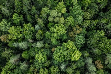 View from above of a thick forest filled with numerous trees creating a dense canopy - obrazy, fototapety, plakaty