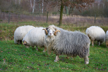 Fototapeta premium three sheep graze in the field together and look at the camera