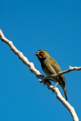 a bird perched on a branch with no leaves in the air