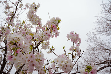SAKURA
