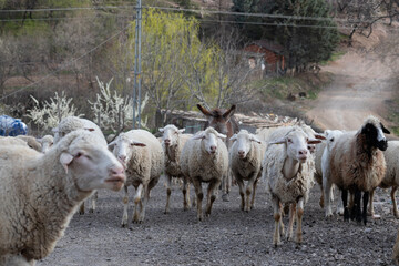 Obraz premium sheep, animal, lamb, farm, wool, shepherd, sheepdog