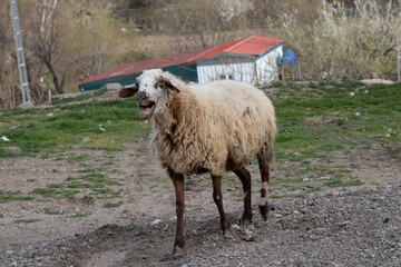 Obraz premium sheep, animal, lamb, farm, wool, shepherd, sheepdog